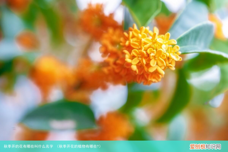 秋季开花的植物有哪些? 秋季开的花有哪些叫什么名字