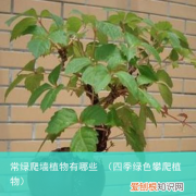 四季绿色攀爬植物 常绿爬墙植物有哪些