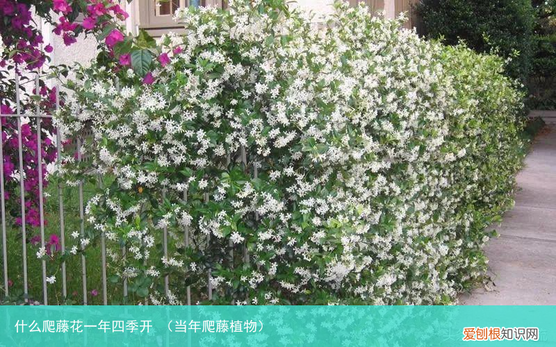 当年爬藤植物 什么爬藤花一年四季开