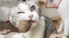 猫薄荷吃多了会怎么样 猫薄荷吃多了会很兴奋