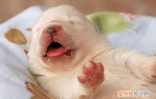 如何训练狗狗拒食生人食物，训练四部曲，狗的拒食训练