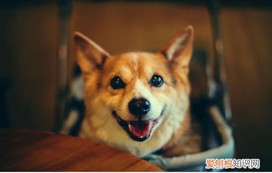 柯基为什么养不熟 柯基养不熟的原因