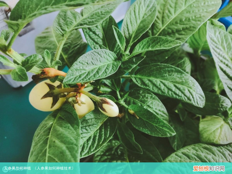 人参果如何种植技术 人参果怎样种植