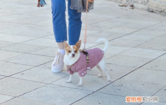 训练狗狗的技巧，这几点主人一定要掌握，狗狗的基础训练