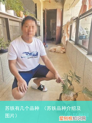苏铁品种介绍及图片 苏铁有几个品种