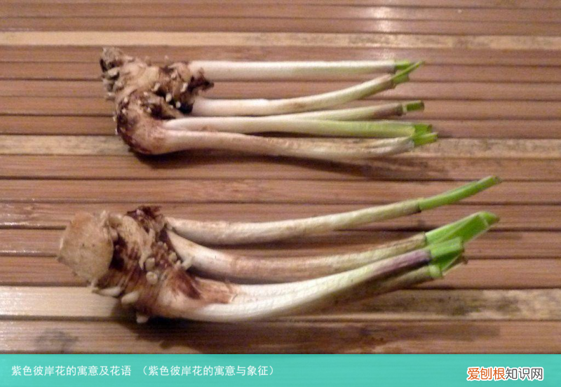 紫色彼岸花的寓意与象征 紫色彼岸花的寓意及花语