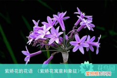 紫娇花寓意和象征 紫娇花的花语
