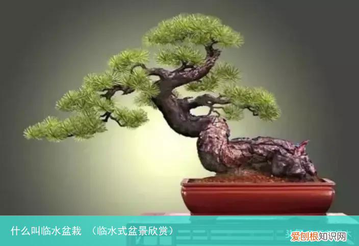 临水式盆景欣赏 什么叫临水盆栽