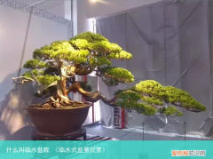 临水式盆景欣赏 什么叫临水盆栽