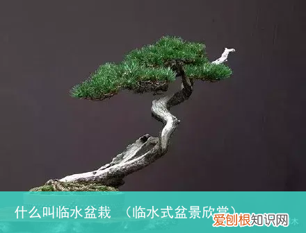 临水式盆景欣赏 什么叫临水盆栽