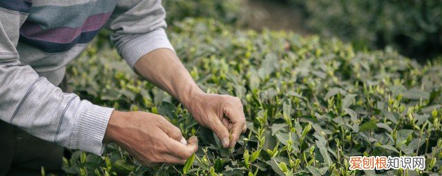 茶叶可以反复冲泡几次 茶叶可以反复冲泡吗