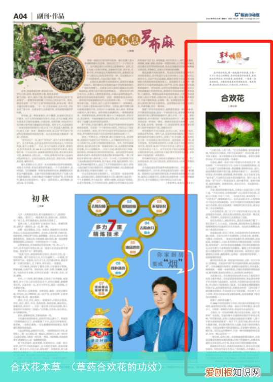 草药合欢花的功效 合欢花本草