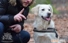 狗狗咬家具怎么办，纠正狗狗乱咬方法，狗狗在家乱咬东西怎么办