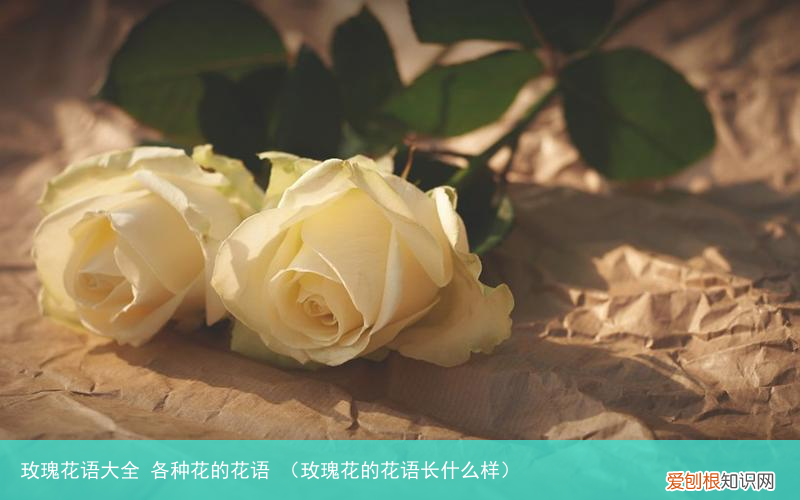 玫瑰花的花语长什么样 玫瑰花语大全 各种花的花语