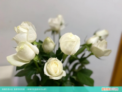 玫瑰花的花语长什么样 玫瑰花语大全 各种花的花语