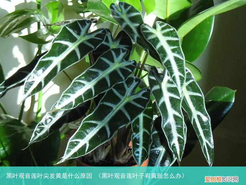 黑叶观音莲叶子有黄斑怎么办 黑叶观音莲叶尖发黄是什么原因