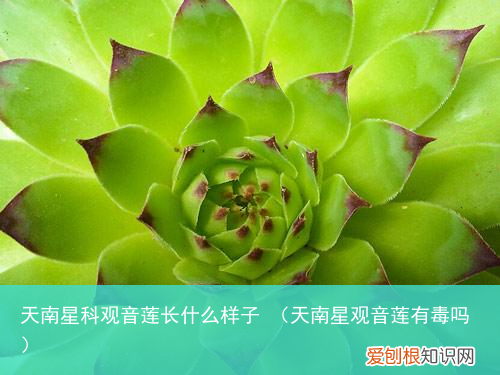 天南星观音莲有毒吗 天南星科观音莲长什么样子