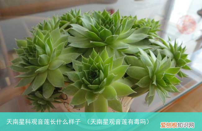 天南星观音莲有毒吗 天南星科观音莲长什么样子