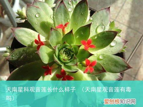 天南星观音莲有毒吗 天南星科观音莲长什么样子