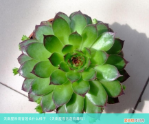 天南星观音莲有毒吗 天南星科观音莲长什么样子