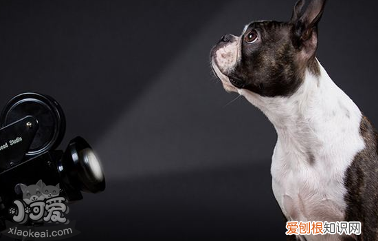 怎么纠正狗狗乱咬东西，纠正狗狗坏习惯的小妙招，狗狗老是乱咬东西怎么办啊