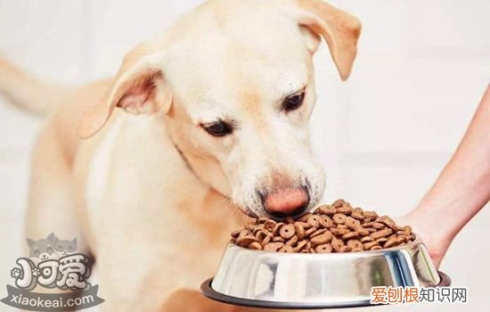 训练狗狗听指令吃东西，避免狗狗乱吃东西，如何让狗学会听到指令吃东西
