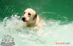 如何教狗狗游泳，主人要有耐心哦，怎样教狗游泳