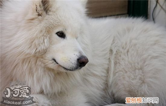 狗狗服从的八种表现，你家的狗狗会服从你吗，狗狗服从的八种表现,你家的狗狗会服从你吗英语
