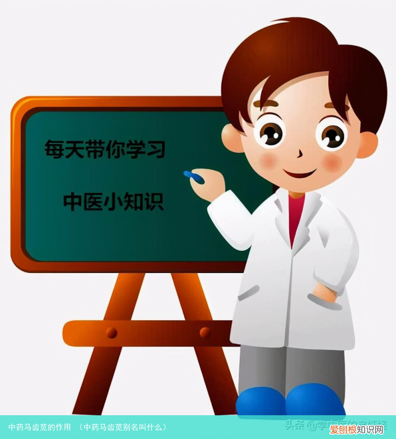 中药马齿苋别名叫什么 中药马齿苋的作用
