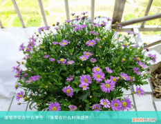雏菊在什么时候盛开 雏菊开花在什么季节