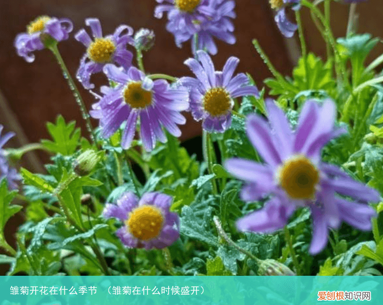 雏菊在什么时候盛开 雏菊开花在什么季节