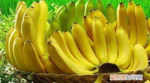 香蕉和芭蕉的营养区别在哪里,芭蕉和香蕉的营养价值是一样的