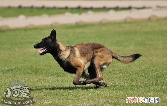 马犬开胸方法，马犬什么时候开胸，马犬开胸方法,马犬什么时候开胸最好