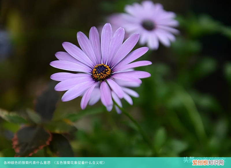 五色雏菊花象征着什么含义呢 各种颜色的雏菊代表什么意思