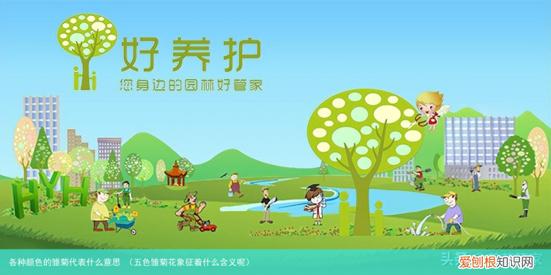 五色雏菊花象征着什么含义呢 各种颜色的雏菊代表什么意思