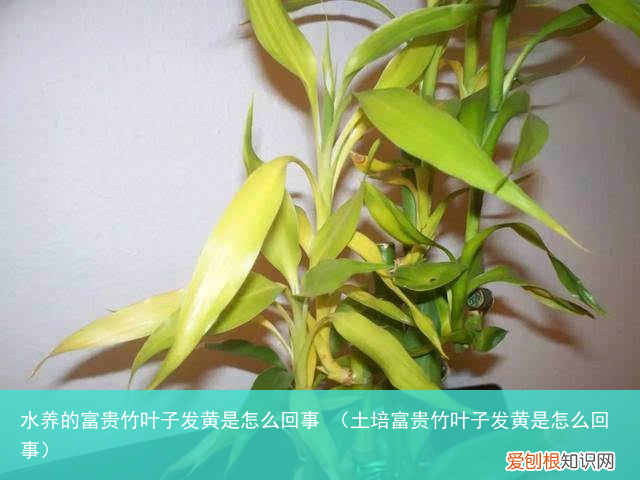 土培富贵竹叶子发黄是怎么回事 水养的富贵竹叶子发黄是怎么回事