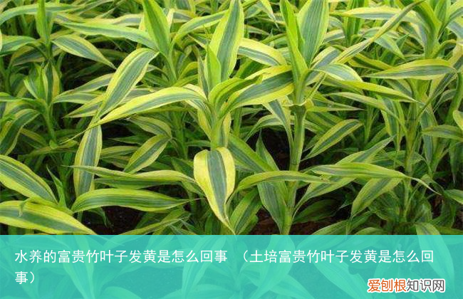 土培富贵竹叶子发黄是怎么回事 水养的富贵竹叶子发黄是怎么回事