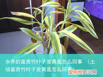 土培富贵竹叶子发黄是怎么回事 水养的富贵竹叶子发黄是怎么回事