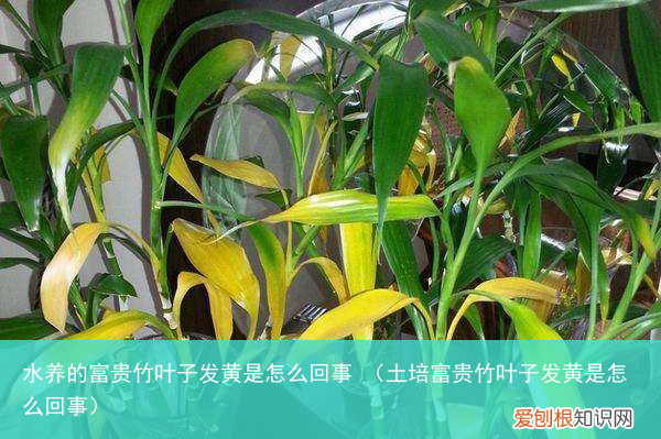 土培富贵竹叶子发黄是怎么回事 水养的富贵竹叶子发黄是怎么回事