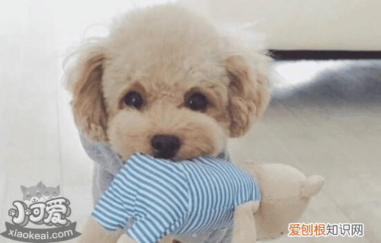 狗从什么时候训练比较好，狗狗训练的最佳时机，狗狗从什么时候开始训练比较好