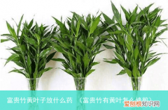 富贵竹有黄叶怎么修剪 富贵竹黄叶子放什么药