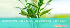 新买的富贵竹叶子黄了怎么办 刚养的富贵竹叶子黄了怎么办