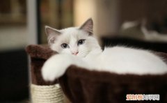 母猫怀孕了还会发情吗 母猫怀孕不会发情