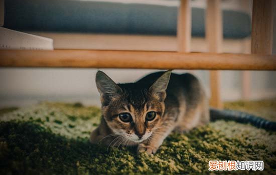 2个月小猫为什么非常瘦小 2个月小猫非常瘦小的原因
