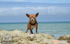 狗狗不敢游泳怎么办，要建立狗狗的自信哦，狗狗不喜欢游泳怎么办
