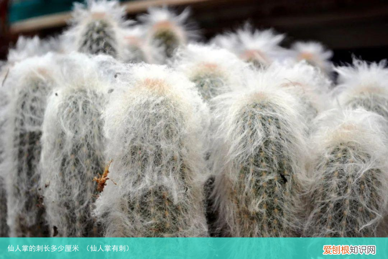 仙人掌有刺 仙人掌的刺长多少厘米