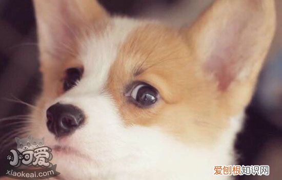 柯基怎么训练大小便最有效果，柯基训练教程，小柯基怎么训练大小便