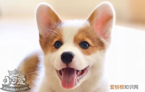 柯基怎么训练大小便最有效果，柯基训练教程，小柯基怎么训练大小便