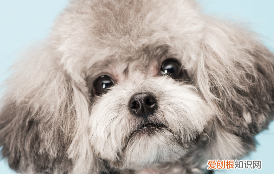 泰迪狗狗可以吃螃蟹肉吗 泰迪可以吃螃蟹肉吗