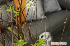 雪柳什么时候发芽 干枝雪柳可以养多久呢？它还会发芽吗？第二年还能活吗？